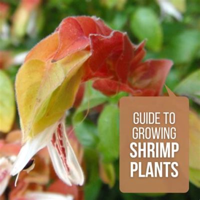 How to Braid a Shrimp Plant: A Multi-Faceted Guide with Insightful Tips